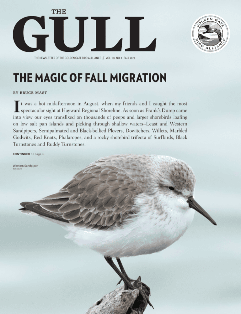 Fall 2023 Gull is now online